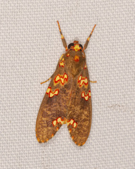 Melese flavimaculata