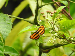 Pantoporia paraka