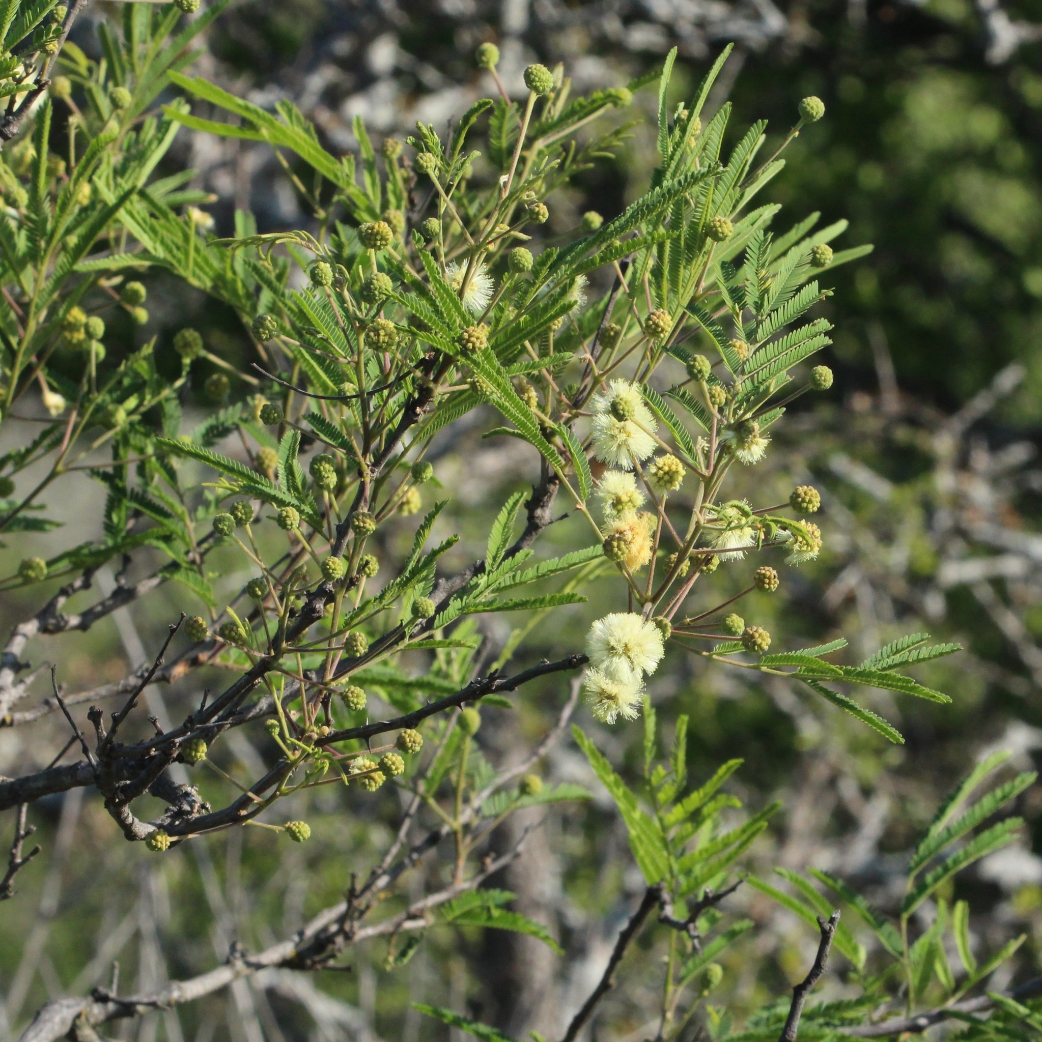 Senegalia berlandieri
