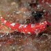 Grotto Goby - Photo (c) Sylvain Le Bris, some rights reserved (CC BY-NC), uploaded by Sylvain Le Bris