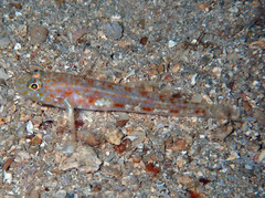 Thorogobius macrolepis