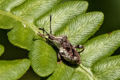 Merocoris distinctus