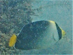 Chaetodontoplus mesoleucus