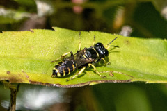 Ectemnius arcuatus