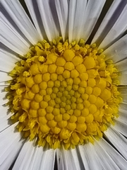 Allittia cardiocarpa