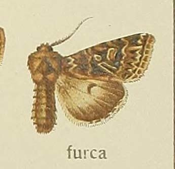Anarta furca
