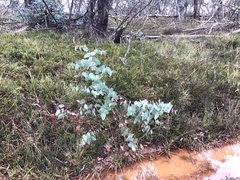 Eucalyptus perriniana