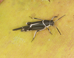 Ripipteryx limbata