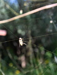 Trichonephila senegalensis annulata