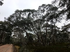 Eucalyptus perriniana