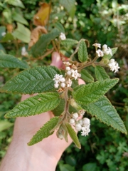 Commersonia dasyphylla