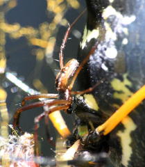 Trichonephila senegalensis annulata