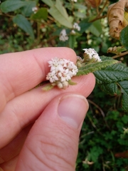 Commersonia dasyphylla