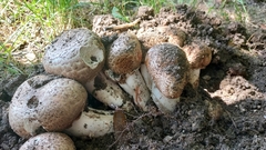 Agaricus bohusii