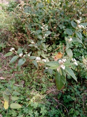 Commersonia dasyphylla