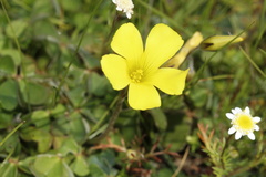 Oxalis compressa