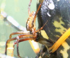 Trichonephila senegalensis annulata