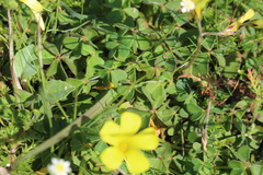 Oxalis compressa