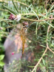 Pantala flavescens