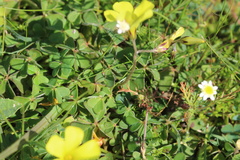 Oxalis compressa