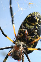 Trichonephila senegalensis annulata