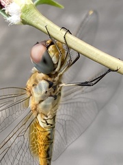 Pantala flavescens