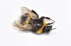 Bombus terrestris dalmatinus