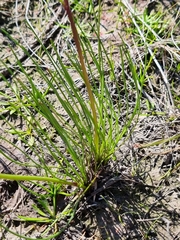 Allittia cardiocarpa