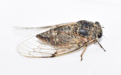 Cicadatra
