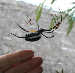 Trichonephila senegalensis annulata