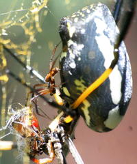 Trichonephila senegalensis annulata