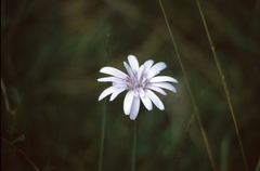 Scorzonera purpurea