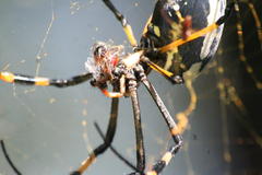 Trichonephila senegalensis annulata