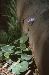 Soldanella carpatica