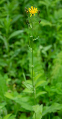 Crepis lyrata