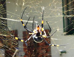 Trichonephila senegalensis annulata