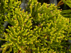 Halocarpus bidwillii