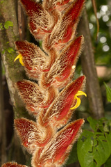 Heliconia vellerigera