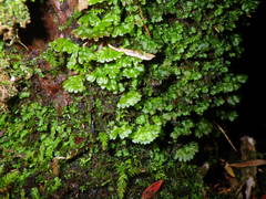 Hymenophyton