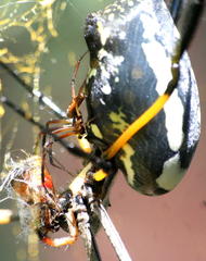 Trichonephila senegalensis annulata