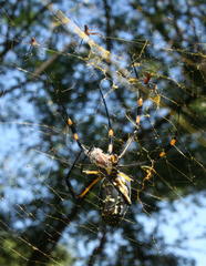 Trichonephila senegalensis annulata