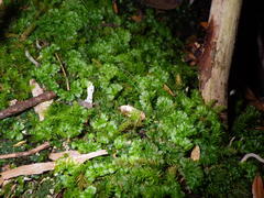 Hymenophyton
