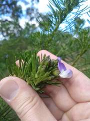 Psoralea pinnata