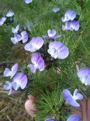 Psoralea pinnata