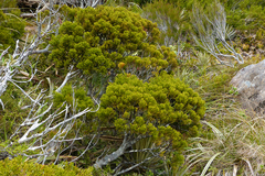Halocarpus bidwillii