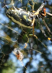 Trichonephila senegalensis annulata