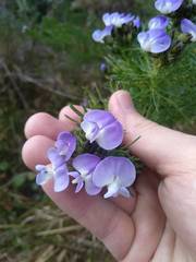 Psoralea pinnata