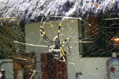 Trichonephila senegalensis annulata