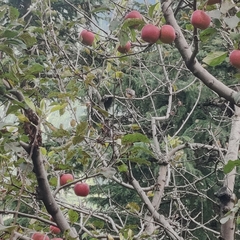 Aegithalos concinnus