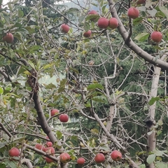 Aegithalos concinnus